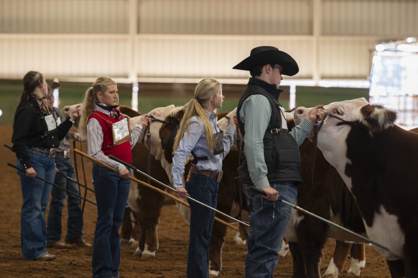 PHOTO GALLERY 2024 SandHills Cattle Showmanship Show Odessa American