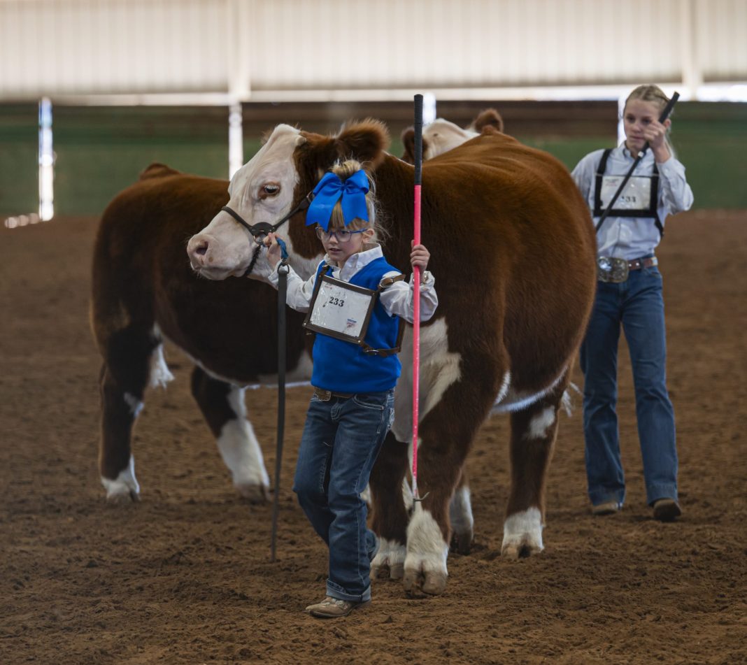 PHOTO GALLERY 2024 SandHills Cattle Showmanship Show Odessa American