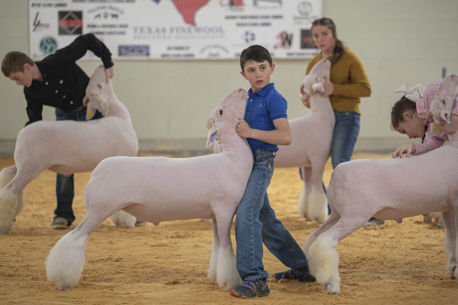 PHOTO GALLERY 2024 SandHills Stock Show and Rodeo Lamb Show Odessa